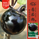 壽禾圓茄子種子苗紫黑鮮嫩秋季蔬菜種籽 濰育黑豹二號種子100粒*2袋