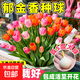 郁金香種球地栽五度球水培室內外好養活耐寒原生花卉盆栽植物批發(fā) 精選郁金香混色2顆 (圓玻璃瓶)+白石子+2營(yíng)養液+2肥