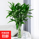 富貴竹水培植物室內招財綠植插瓶插花凈化空氣辦公桌面轉運竹 富貴竹65cm6支