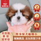 京狼圖騰純種西施犬幼犬活體小型犬雙血統西施犬寵物狗家養狗活體 血統級 2