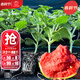 大禹8424西瓜苗帶土幼苗秧苗種子8424小吊瓜種苗陽(yáng)臺盆栽四川廣東春季 8424西瓜苗10棵