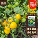 北蔬 黃番茄種子苗矮生盆栽櫻桃珍珠西紅柿菜籽 鵝黃甜小番茄種子70粒