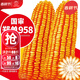 大禹鄭單958玉米種子國審產(chǎn)高矮大棒雜交抗旱抗倒官方正品矮桿包谷 國審鄭單958玉米種子500g3袋