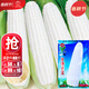 大禹萬(wàn)糯2000玉米種子白甜糯老品種黏粘玉米籽 華穗萬(wàn)糯2000玉米種子 200g甜糯