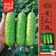 壽禾強雌性旱黃瓜種子苗水果菜瓜春夏菜籽 冰翡翠旱黃瓜種子50粒*2袋