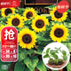 大禹向日葵苗幼苗帶土秧苗種苗盆栽葵花籽高考可食用向日葵花苗 矮生觀(guān)賞向日葵苗12棵