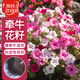 壽禾 矮牽?；ǚN子種苗混色盆栽花卉種籽 牽?；?矮牽?；焐?1萬(wàn)粒/袋