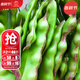 大禹東北黃金鉤勾油豆角種子將軍一點(diǎn)紅四季豆菜豆蔬菜種籽  一點(diǎn)紅將軍王油豆種子100g袋