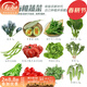 壽禾 20天雞毛菜種子四季小青菜冬春季蔬菜小白菜油菜上海青陽(yáng)臺菜籽 12種蔬菜種子套餐