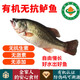 【順豐】有機無(wú)抗鱸魚(yú)鯽魚(yú) 淡水魚(yú)新鮮宰殺去內臟無(wú)抗生素魚(yú)肉 【鱸魚(yú)】300g/條*3條 【活魚(yú)現殺】去鱗去鰓去內臟