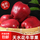 花牛蘋(píng)果產(chǎn)地直發(fā)甘肅天水花牛蘋(píng)果當季新鮮水果蘋(píng)果老人寶寶輔食 帶箱5斤精選中果70mm