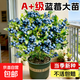 藍莓樹(shù)果苗盆栽特大號室內外藍梅苗地栽陽(yáng)臺四季南北方種植果樹(shù)苗 薄霧藍莓 小苗【高度20cm左右】