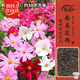壽禾 格?；ǚN子精品波斯菊矮桿四季花卉籽 矮韻格?；ǚN子(矮稈)半斤