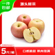 四叔公果蔬紅富士蘋(píng)果【多地次日達】脆甜當季新鮮運城蘋(píng)果水果禮盒 【甜度升級】7A臻選果 | 80-85mm 5斤裝【超值推薦-80%選擇*】?jì)?.5斤