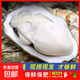 鮮活乳山生蠔新鮮牡蠣海蠣子5斤箱 5X特大蠔（15-21只每箱）凈重10斤生蠔