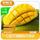 京鮮生海南金煌芒果 凈重4.5斤 單果150g+ 新鮮水果 源頭直發(fā)