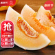 大禹白皮甜瓜種子大全香瓜苗種苗秧苗白沙密南北方水果陽(yáng)臺種植春季 伊麗莎白甜瓜種子30粒 早熟