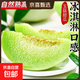 海南玉菇冰激淋甜瓜哈密瓜香瓜蜜瓜當季孕婦新鮮水果奶香蜜瓜 4-5斤裝（1-2粒）
