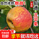 2025云南昭通市糖心丑蘋(píng)果紅露水果新鮮當季整箱冰糖心基地直銷(xiāo) 9斤【70-80mm】中果|脆甜多汁