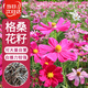 壽禾 格?；ǚN子種苗波斯菊花種籽 濰豐矮韻格?；ǚN子(矮稈型)1500粒
