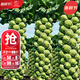 大禹孢子甘藍種子苗帶土秧苗四季播種小包菜包子甘蘭青菜春季蔬菜籽 綠孢子甘藍種子20粒3袋