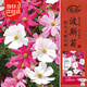 壽禾格?；ǚN子苗混色波斯菊花種籽 波斯菊種子(混色大花)900粒+100粒