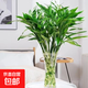 富貴竹水培植物室內招財綠植插瓶插花凈化空氣辦公桌面轉運竹 富貴竹65cm8支
