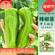 壽禾小辣椒苗蔬菜秧苗四季盆栽陽(yáng)臺種菜壽光冬春季蔬菜大苗 薄皮辣椒苗3棵