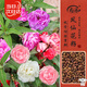 壽禾 茶花鳳仙花種子種苗指甲花花卉種籽 混色茶花鳳仙花種子約1000粒