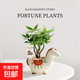 馬上發(fā)財樹(shù)小盆栽辦公室內桌面綠植招財樹(shù)植物馬年伴手禮小馬擺件 奇趣發(fā)財樹(shù)+小馬陶瓷盆【送吊牌+鋪面石】