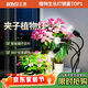三思植物補光燈仿太陽(yáng)全光譜 全光譜植物燈 盆栽花卉-30W三頭不定時(shí)
