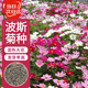 壽禾 格?；ǚN子苗波斯菊春季盆栽種籽 大花波斯菊混色種子100g(大袋)