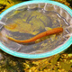 越鯰冷水觀賞魚山坑原生態(tài)耐活溪魚黃金招財(cái)小山鯰魚稀有好養(yǎng)耐活 黃金招財(cái)鯰魚9-11厘米1條