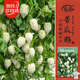 壽禾 蘋(píng)果苦瓜種子苗白涼瓜不苦脆甜菜種籽 濰豐壽苦蘋(píng)果苦瓜種子6粒