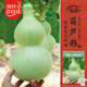 壽禾 大葫蘆種子苗四季觀(guān)賞盆栽種植花草種籽 濰豐大酒仙葫蘆種子15粒