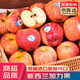 優(yōu)味集 新西蘭加力果進(jìn)口蘋(píng)果【JD鮮送】gala姬娜孕婦水果脆甜多汁 2500g 商超級金果（20-25顆）