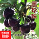 【買(mǎi)一送一】正宗車(chē)厘子樹(shù)苗大櫻桃樹(shù)苗果樹(shù)果苗嫁接矮化盆栽水果 黑珍珠車(chē)厘子 試種裝：0.5-0.8公分粗【2棵裝】