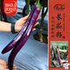 壽禾 長(cháng)茄種子苗杭茄白肉紫皮家庭種植菜種籽 濰豐杭茄一號種子150粒