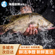 海蘊極鮮【活鮮】鮮活桂魚(yú) 新鮮鱖魚(yú)桂花魚(yú)活魚(yú)燒烤食材 桂魚(yú)750g-850g/條（凈膛）