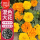 壽禾萬(wàn)壽菊種子種苗大花四季種植花卉 矮稈混色萬(wàn)壽菊種子8g約2400粒