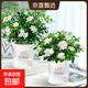 九里香盆栽茉莉花綠植室內驅蚊四季開(kāi)花帶花苞七里香水培盆景植物 【套餐特惠】九里香+梔子花（早安盆） 九里香