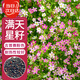 壽禾 滿(mǎn)天星種子種苗粉色四季花卉種籽 滿(mǎn)天星種子(吉普賽粉色)3000粒