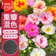 壽禾 重瓣太陽(yáng)花種子苗混色大花四季播花種籽 重瓣太陽(yáng)花種子約8000粒