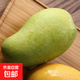 芒果金煌芒水仙玉芒果青皮大芒果甜心芒新鮮水果次日孕婦達送禮 凈重2斤裝 【一人食】 甄選特級果【單果250g+】