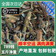 澳洲鮮活小龍蝦超大特大淡水養殖清水藍龍蝦1-2兩以（干凈免刷） 789錢(qián)5斤裝（一斤大概11-13只）