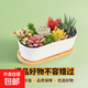 【組合多肉帶盆】年宵花?植物組合綠植花卉肉肉植物套餐拼盤(pán)送禮 長(cháng)陶瓷盆+托+10顆多肉+土