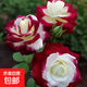 【云南】昆明玫瑰花苗老樁當年開(kāi)花大花濃香月季老根花卉綠植盆栽 24法國雙生（老樁苗四季開(kāi)花）