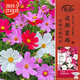 壽禾格?；ǚN子苗波斯菊花籽批發(fā)混色大花波斯菊種子300g(100gx3包)