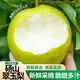 京地達梨碭山翠玉梨翠冠香梨新鮮水果凈重8.8斤單果250g+源頭直發(fā)