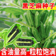 若荷黑芝麻種子早熟可榨油白芝麻種子高產(chǎn)矮桿抗伏倒高油純黑芝麻種籽 黑芝麻20克【正品原包】